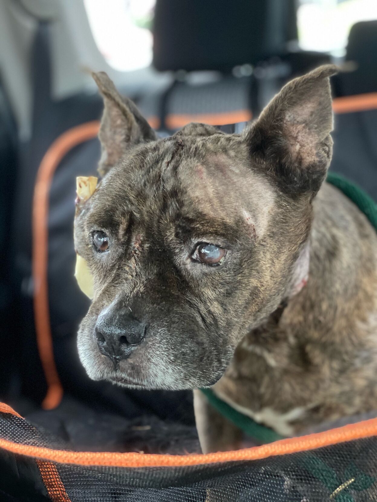 Prepare ahead when hiking with dog